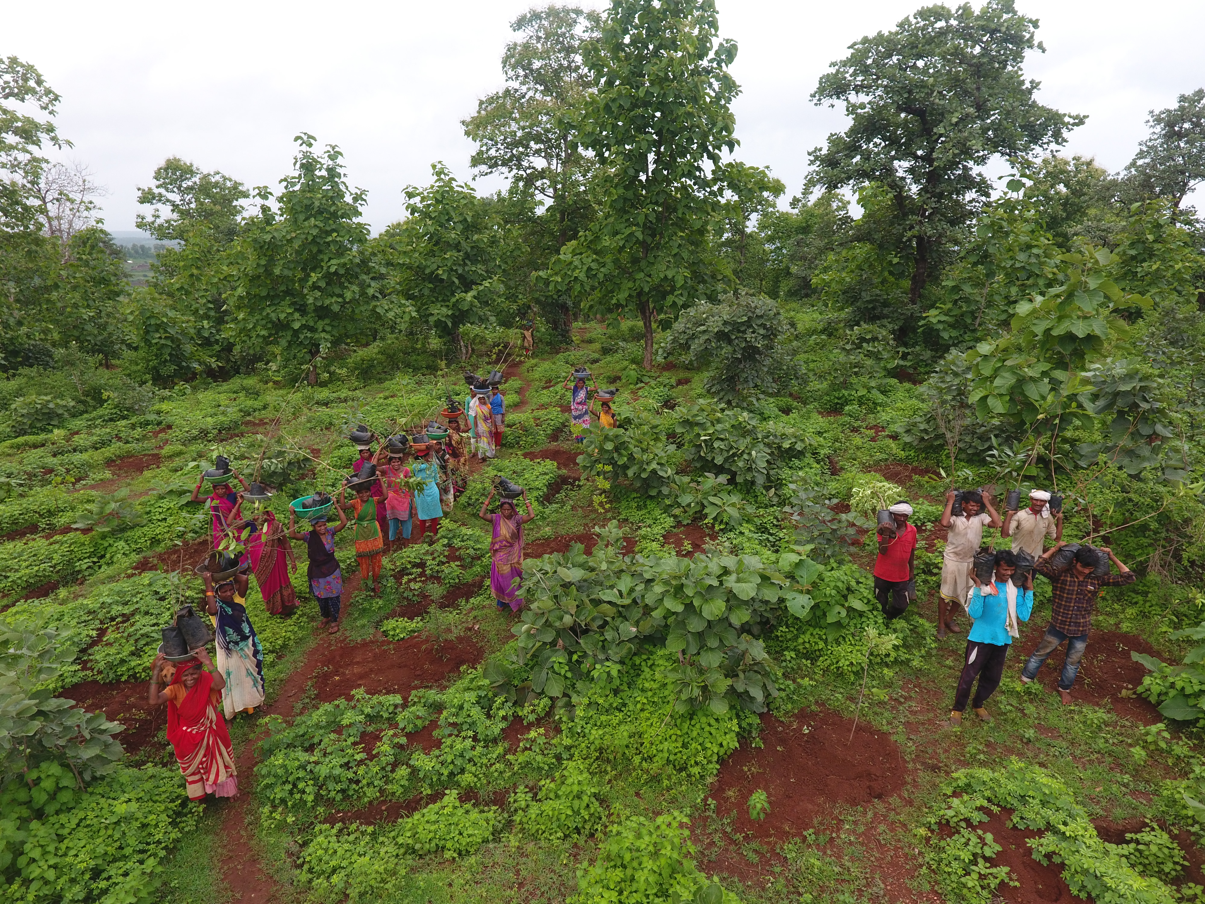 ಭಾರತದ ಅರಣ್ಯ ಸಮುದಾಯಗಳನ್ನು ಸುರಕ್ಷಿತವಾಗಿಸಲು 2 ಹೆಗ್ಗುರುತು ಕಾನೂನುಗಳು ಹೇಗೆ ಒಟ್ಟಿಗೆ ಬರಬಹುದು | ಲೇಖನ-14